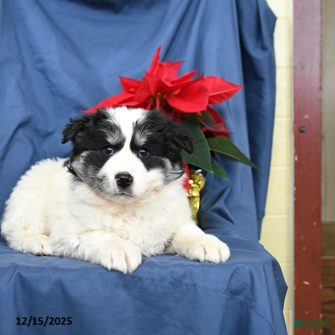 Mixed Breed dogs for sale: Colby - Ad 3