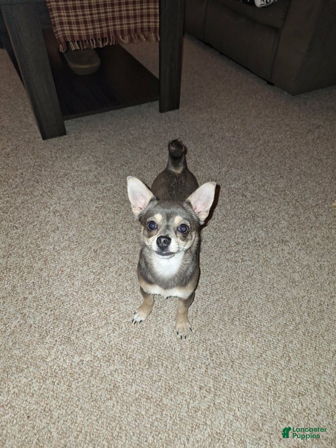 Chihuahua dogs for sale: Sable - Ad 10
