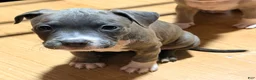 American Bully dogs for sale: "AALIYAH" BLUE NOSE - Ad 3