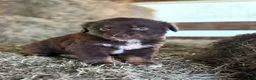 Australian Shepherd dogs for sale: Molly - Ad 4