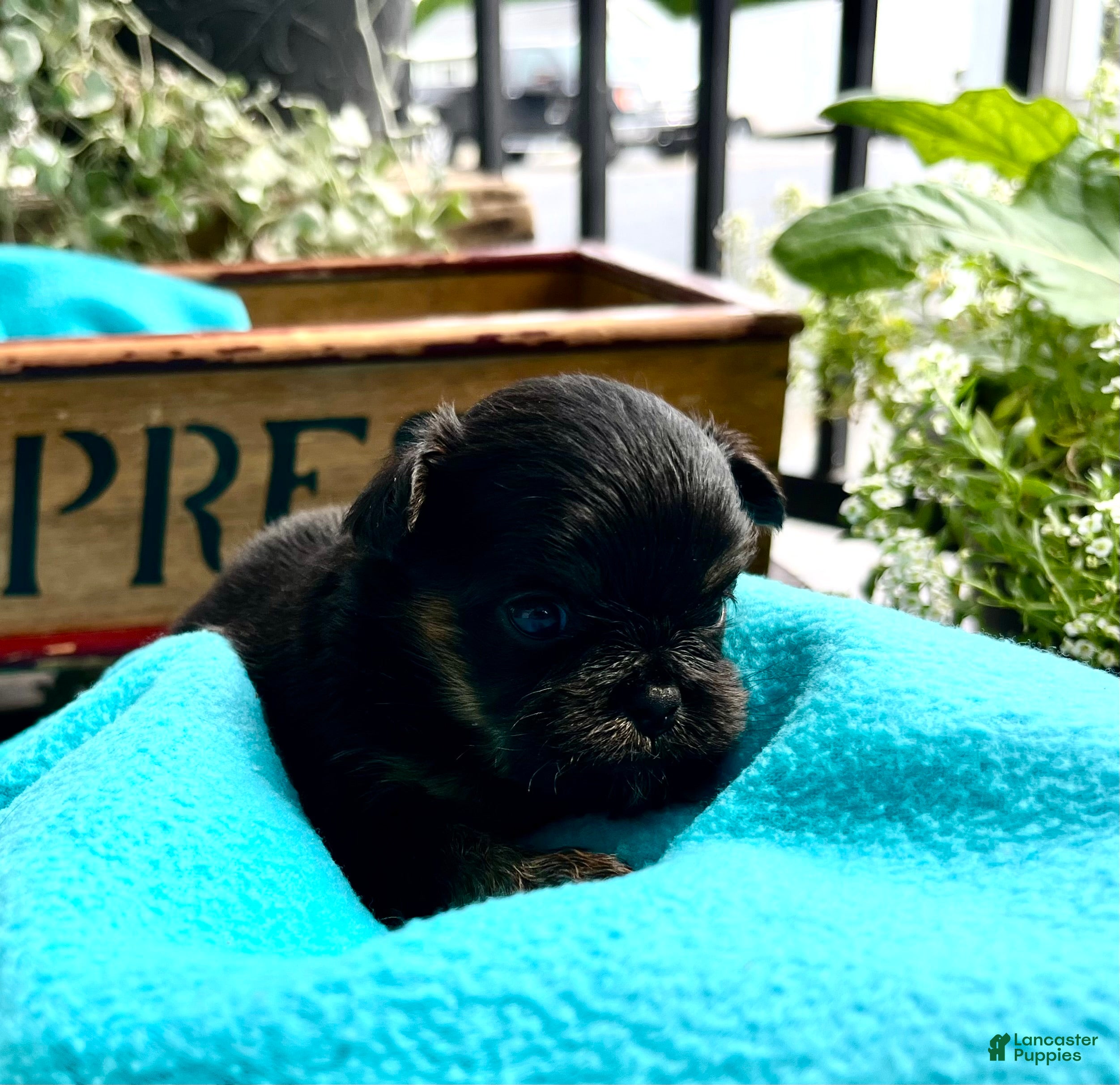 Pekapoo dogs Baby Giggles❤️ text or call to schedule a play date today - Ad 2