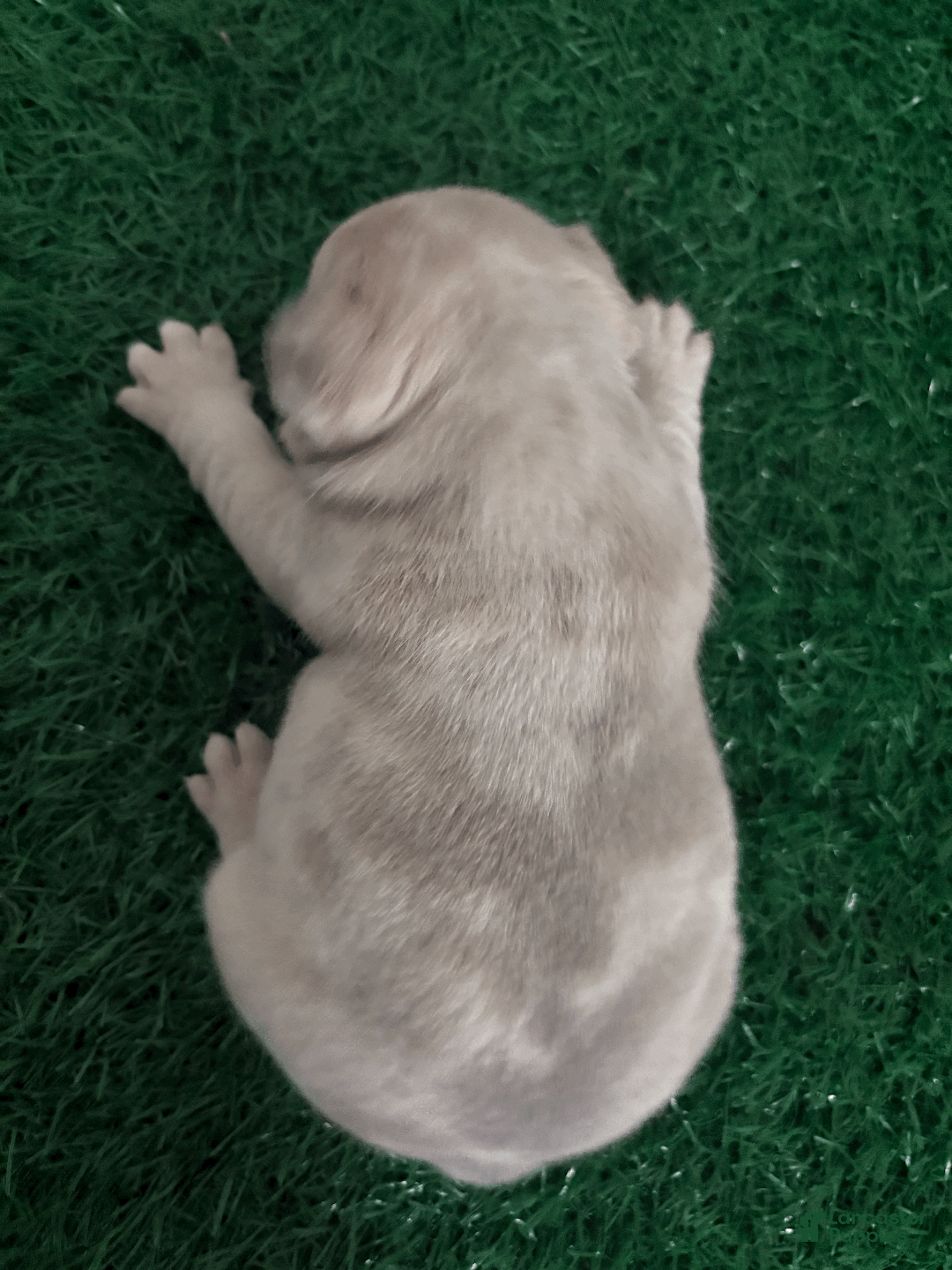 French Bulldog dogs for sale: koby - Ad 1