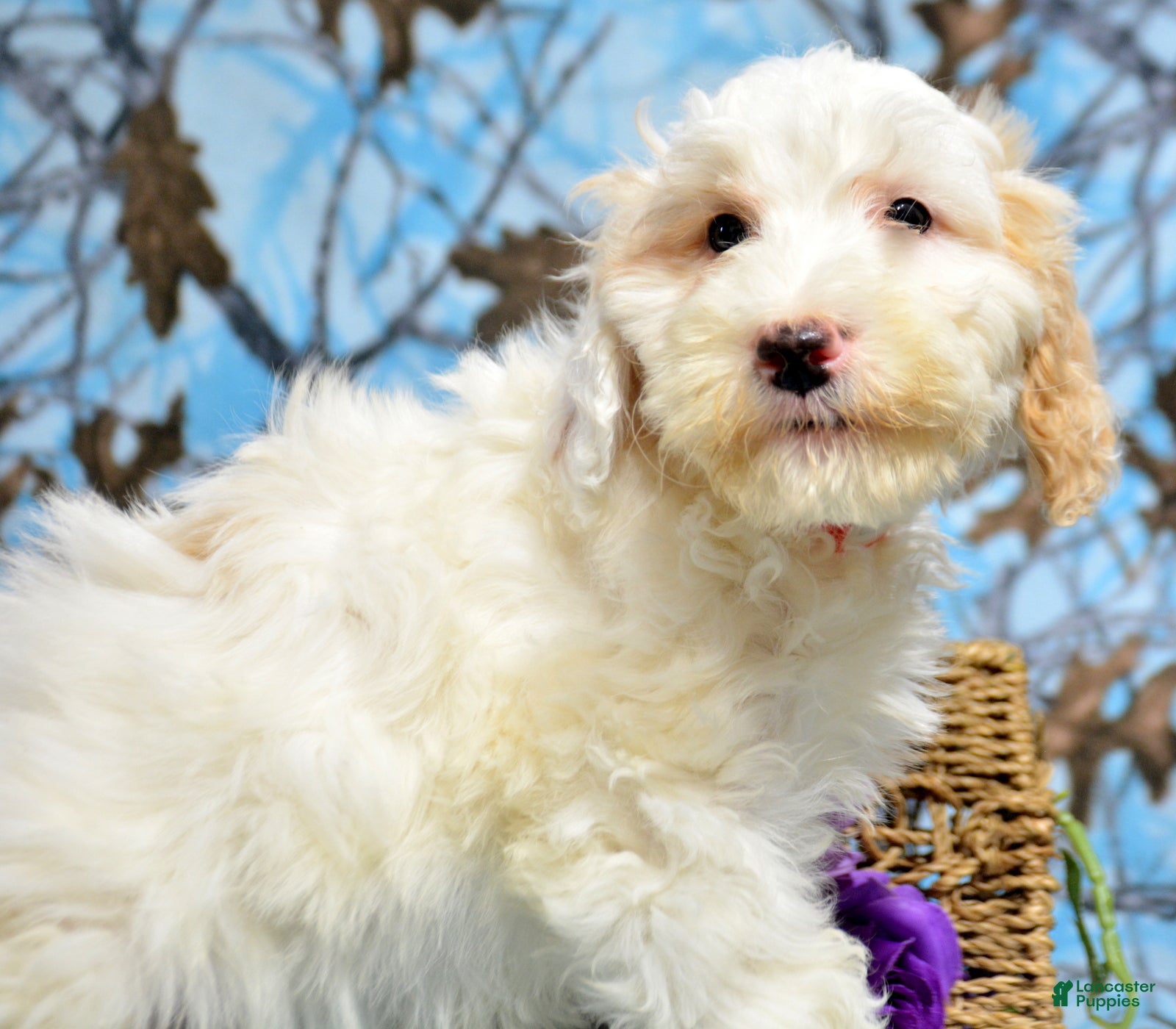 Goldendoodle dogs Dino - Ad 36