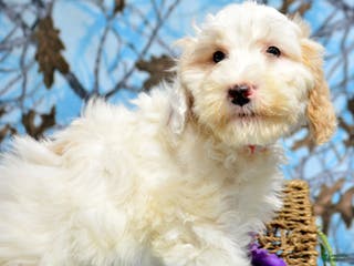 Goldendoodle dogs Dino - Ad 34