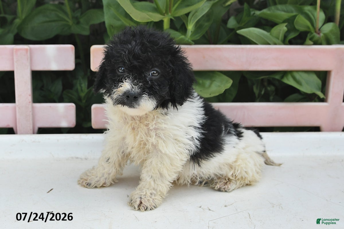 Teddy Bear dogs Ashley - Ad 2