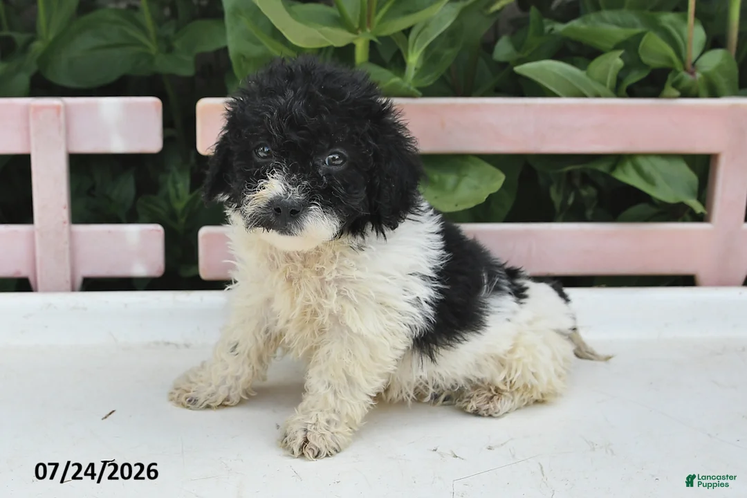 Teddy Bear dogs for sale: Ashley - Ad 2