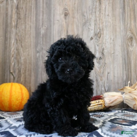 Miniature Poodle dogs for sale: Clara - Ad 1