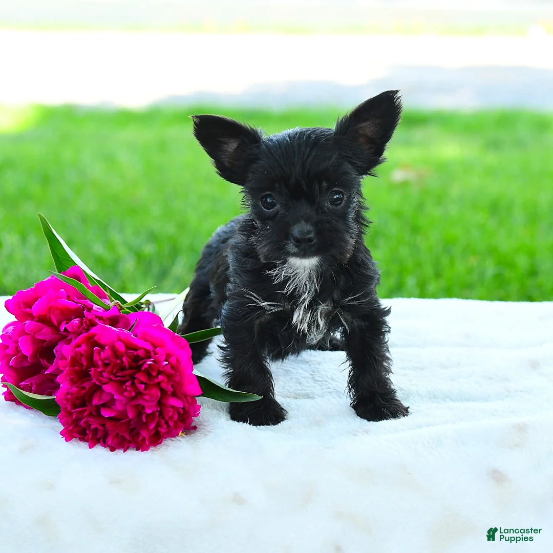 Yorkiepoo dogs for sale: Roscoe - Ad 2