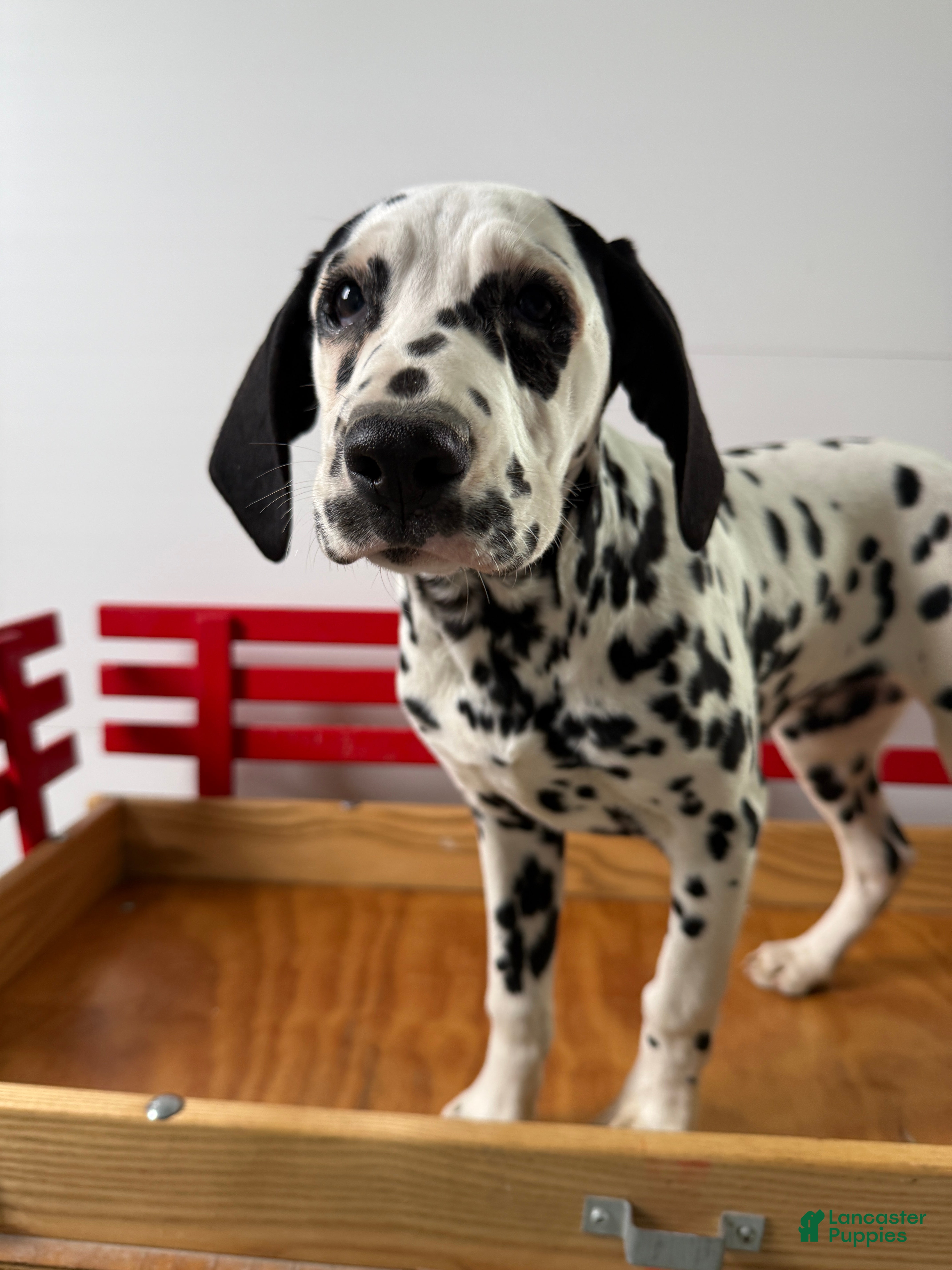 Dalmatian dogs Talia - Ad 1