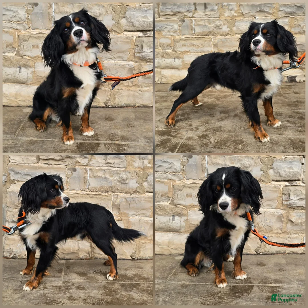 Miniature Bernese Mountain Dog dogs for sale: Sidecar - Ad 6