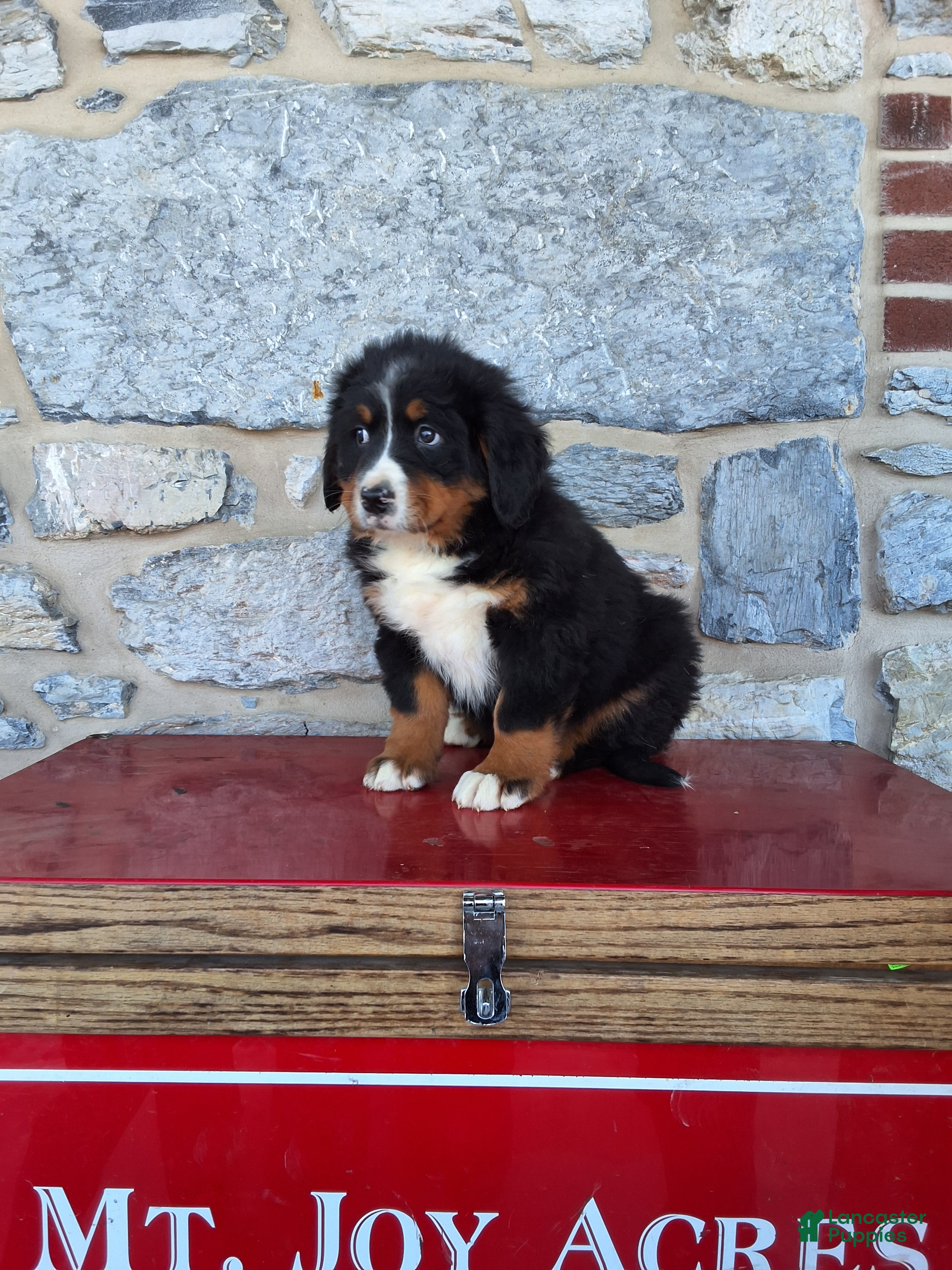 Bernese Mountain Dog dogs Bernese Mountain Dog Puppy 1 - Ad 1