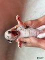 Dalmatian Puppy 4