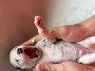 Dalmatian dogs Dalmatian Puppy 4 - Ad 2