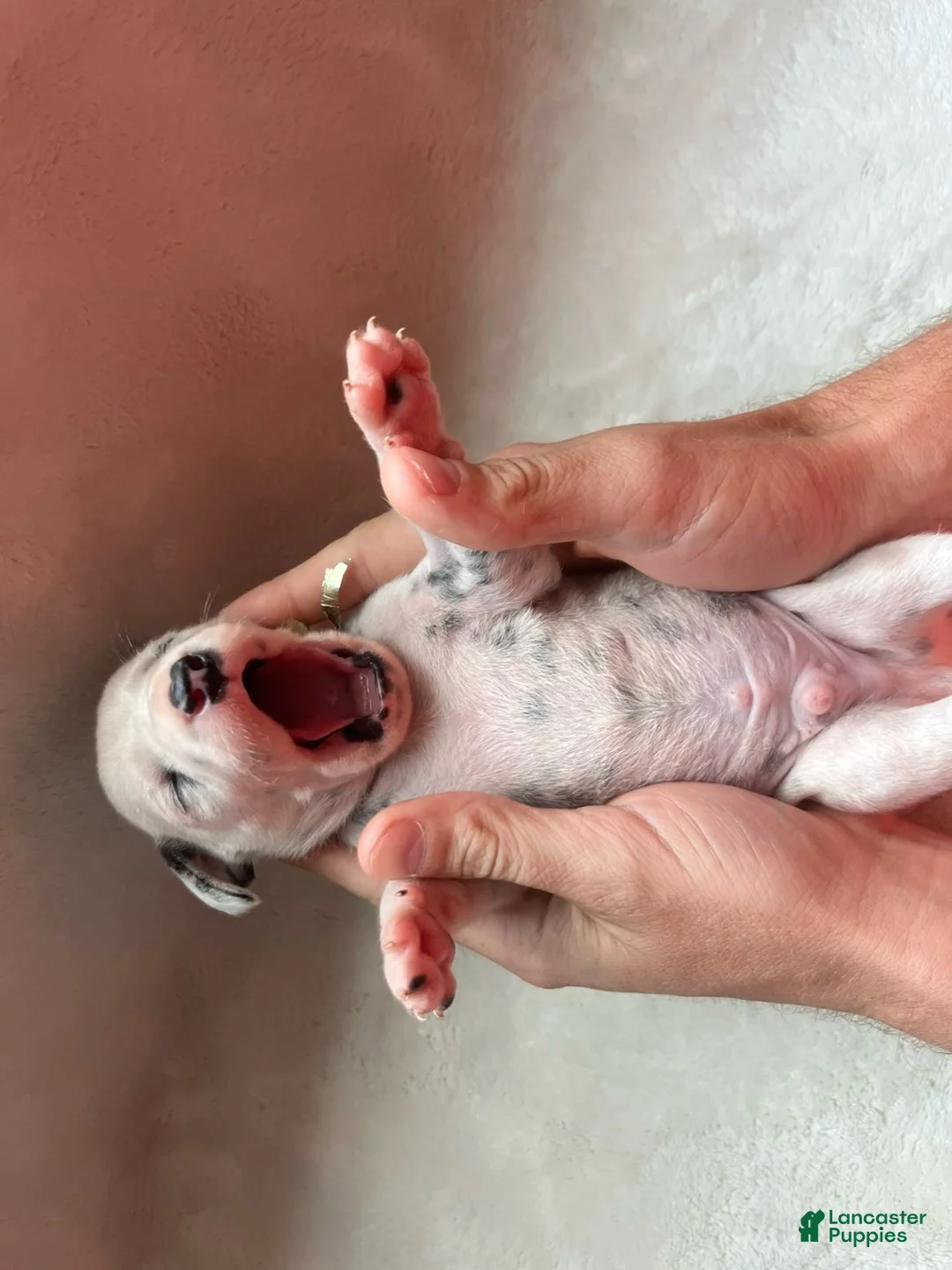 Dalmatian dogs for sale: Dalmatian Puppy 4 - Ad 1