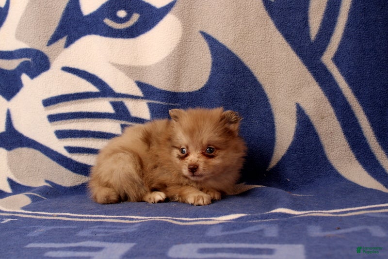 Pomeranian dogs Gilma - Ad 2