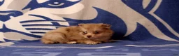Pomeranian dogs for sale: Gilma - Ad 2