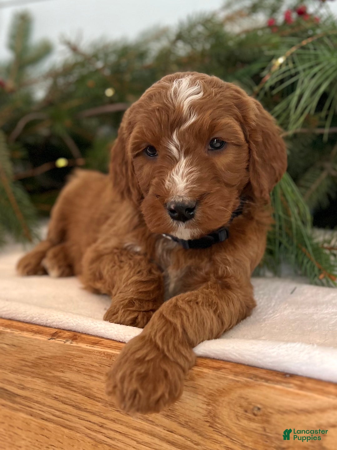 Irish Doodle dogs for sale: Holly - Ad 9