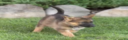 German Shepherd dogs for sale: Selah German Shepherd  - Ad 4