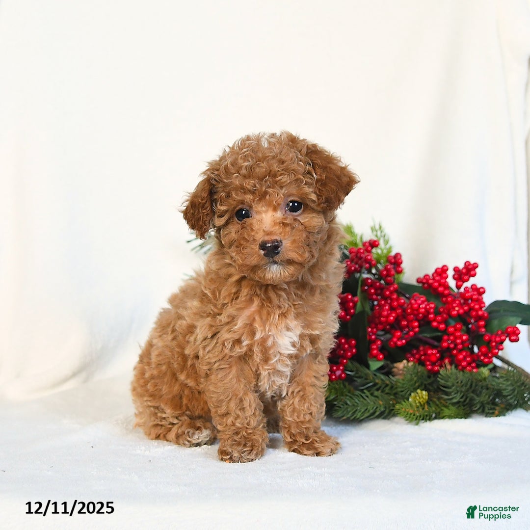 Toy Poodle dogs for sale: Vanilla - Ad 4