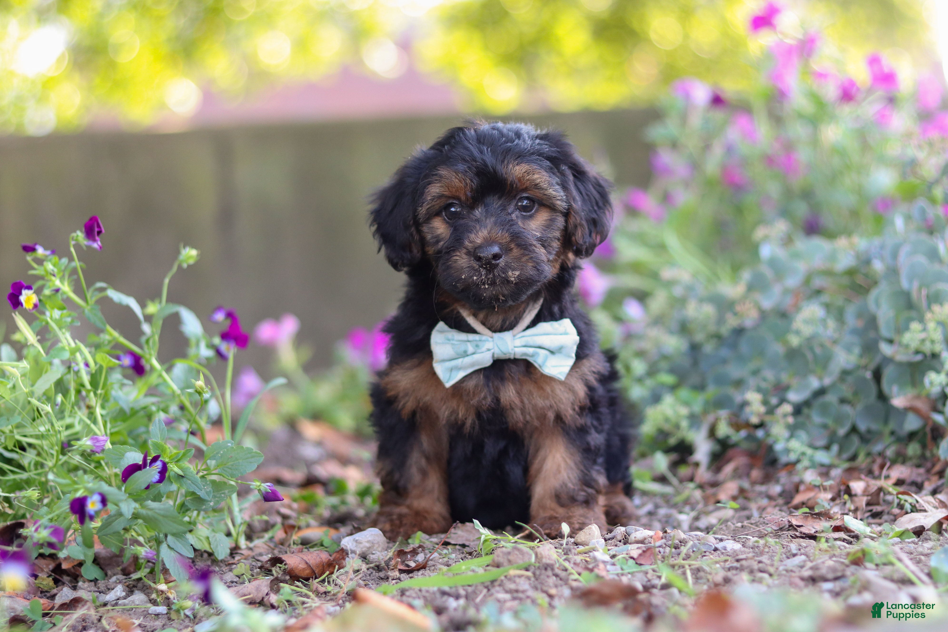 Yorkiepoo dogs Peter - Ad 2