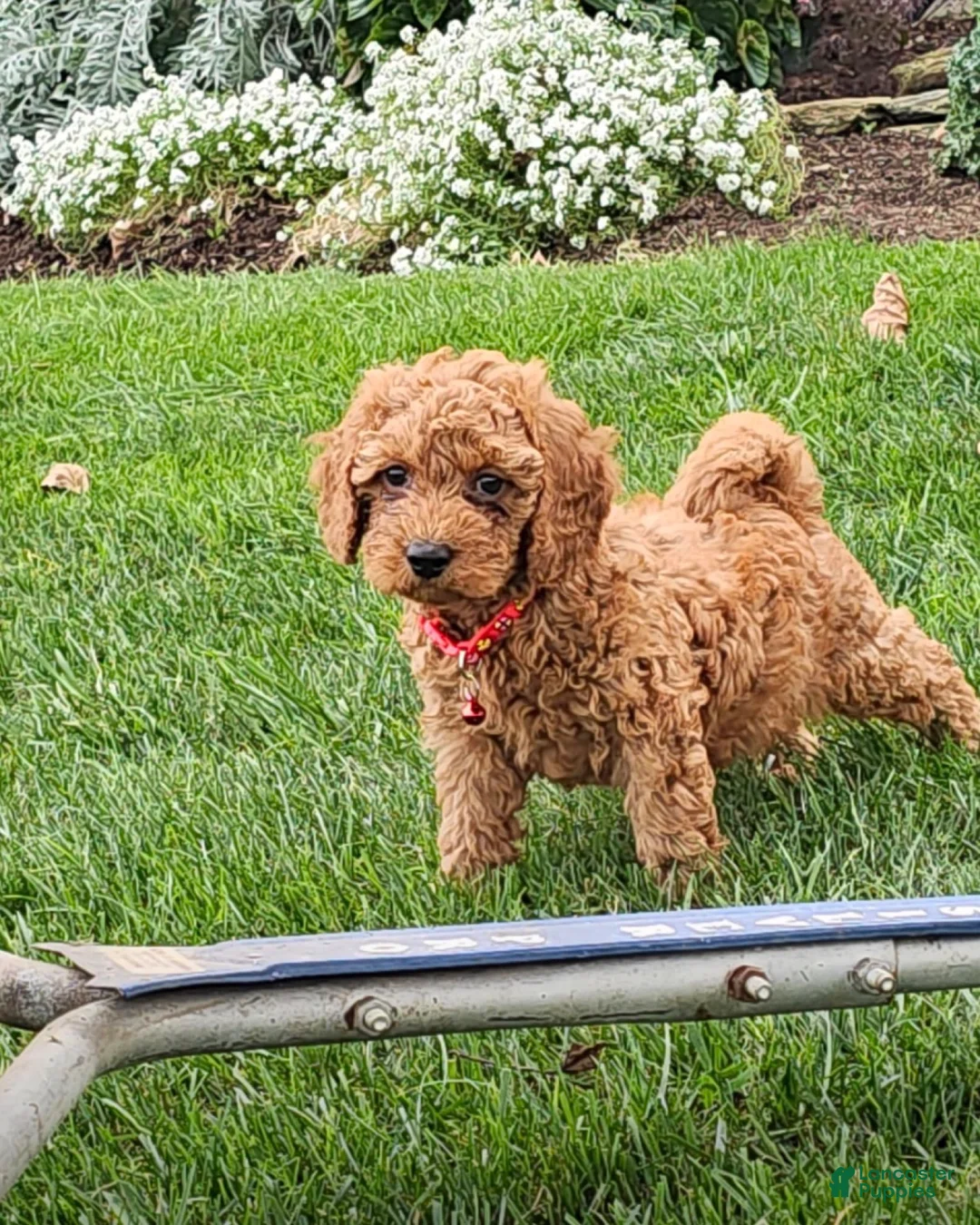 Miniature Poodle dogs for sale: Copper - AKC Mini Poodle - Ad 2