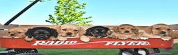 Mixed Breed dogs for sale: Cassie   - Ad 3