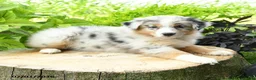 Australian Shepherd dogs for sale: Aurora - Ad 3