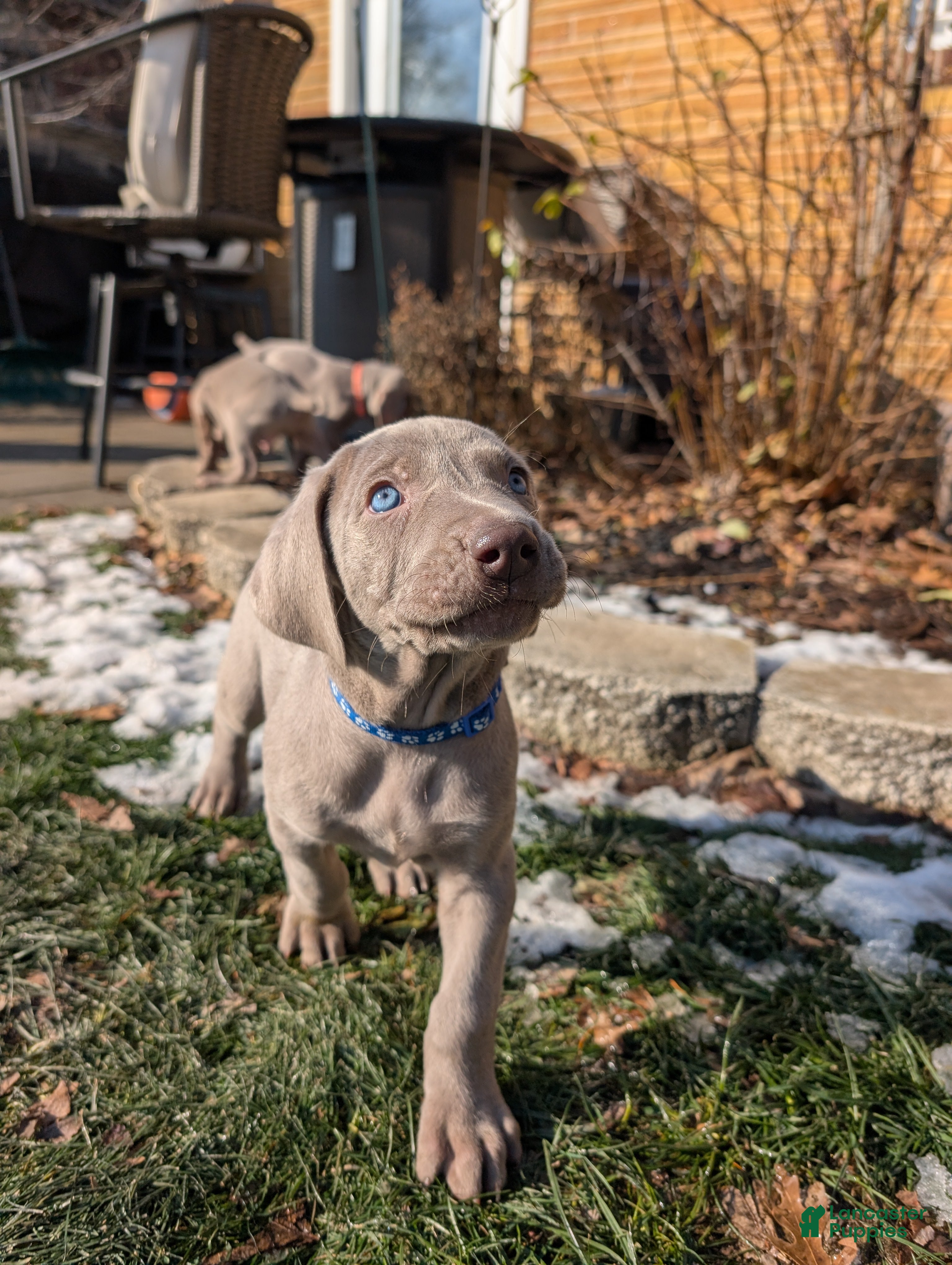 Weimaraner dogs Pacer - Ad 1