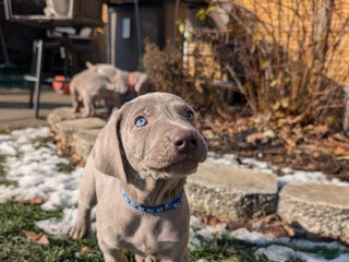 Weimaraner dogs Pacer - Ad 1