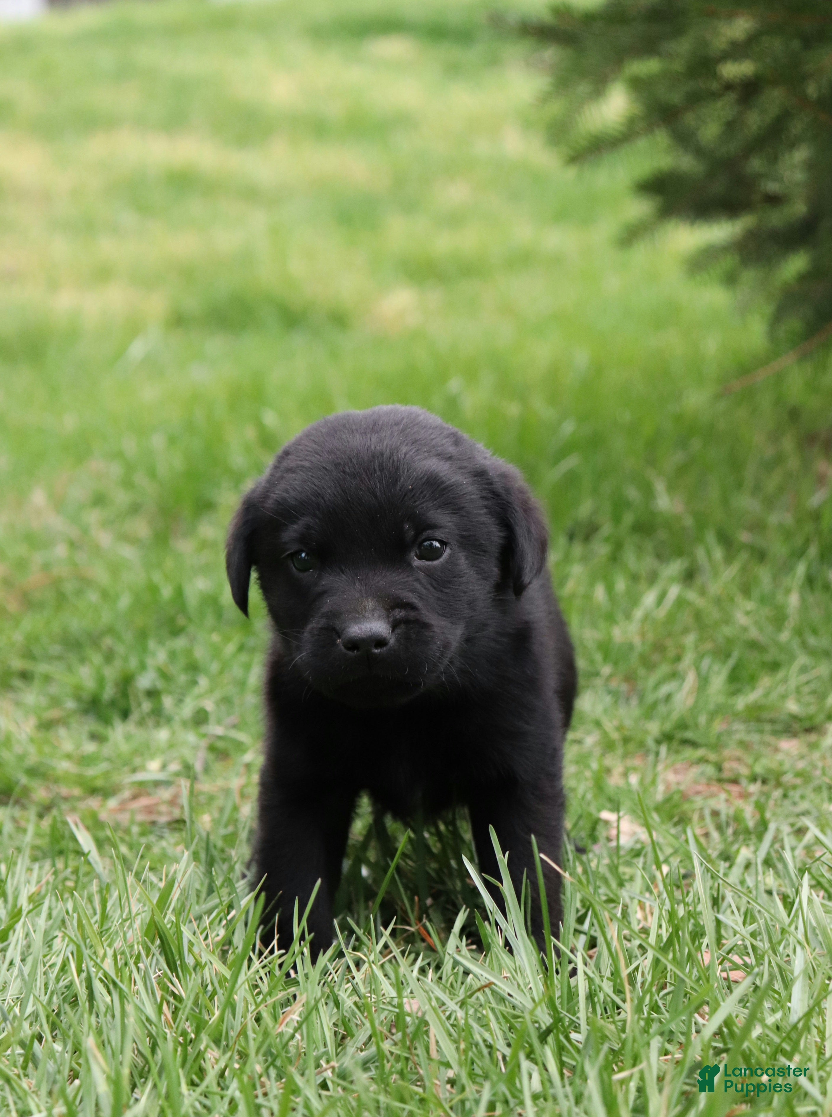 Labrador Retriever dogs Teddy - Ad 2