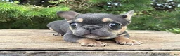 French Bulldog dogs for sale: Gulliver - Ad 1