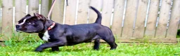 American Bully dogs for sale: Pepe - Ad 5