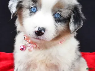 Miniature Australian Shepherd dogs for sale: Cheyenne - Ad 4