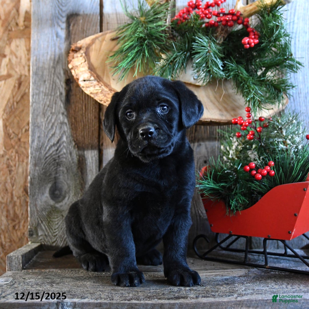 Labrador Retriever dogs for sale: Roxy - Ad 2