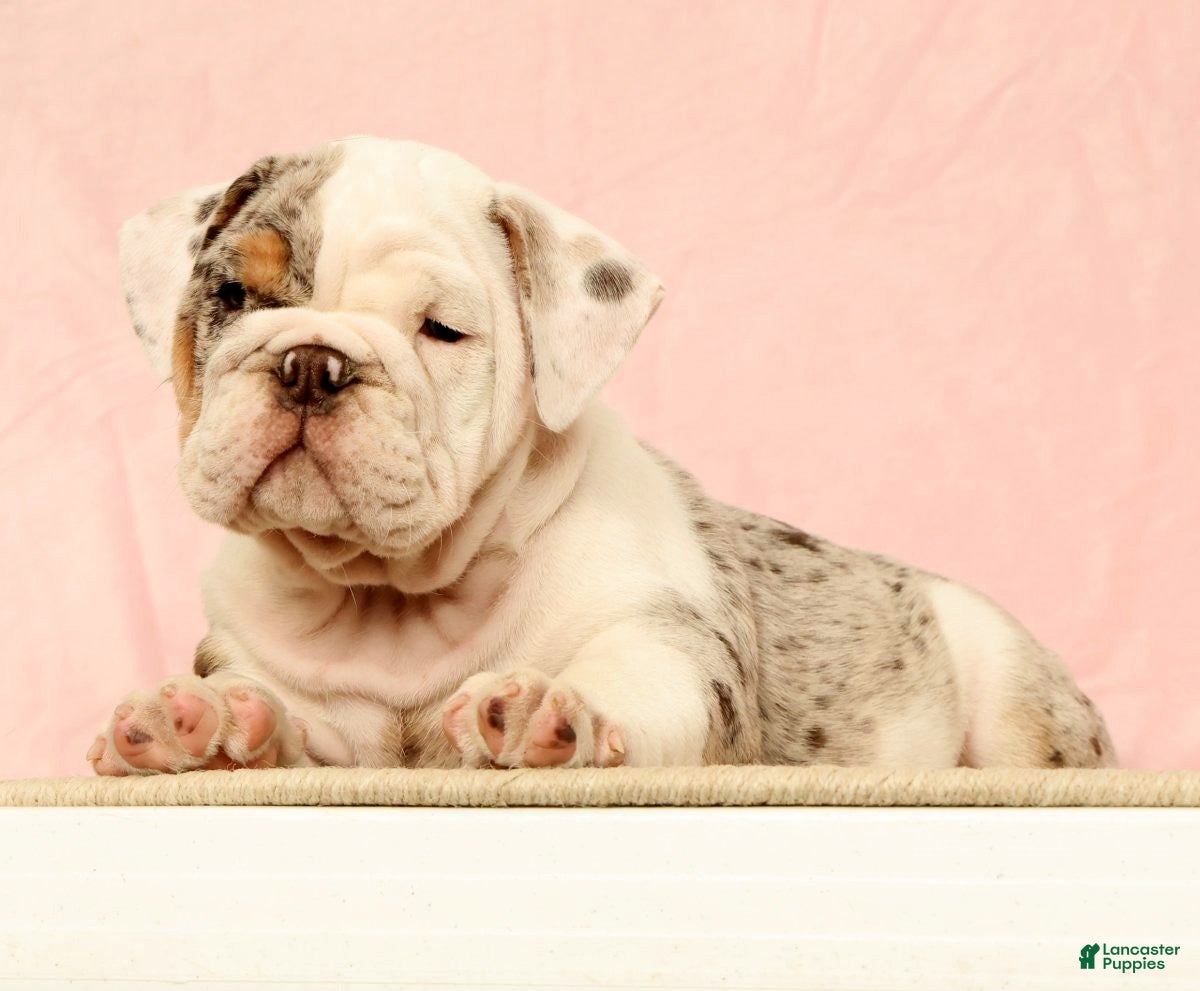 English Bulldog dogs Gucci - Ad 2