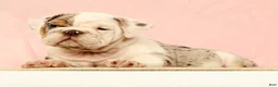 English Bulldog dogs for sale: Gucci - Ad 2