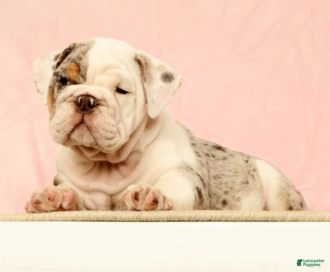 English Bulldog dogs for sale: Gucci - Ad 2