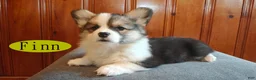 Welsh Corgi Pembroke dogs for sale: Finn - Ad 2