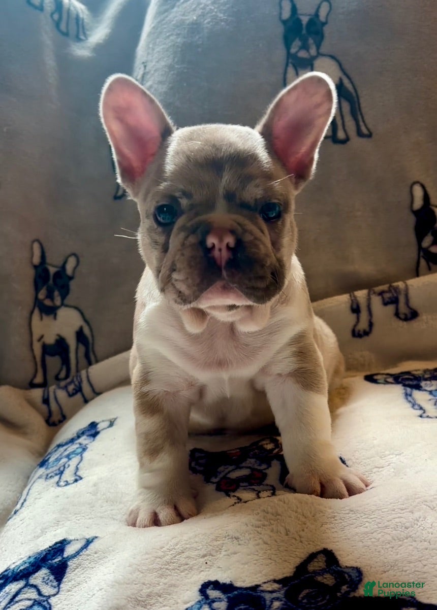 French Bulldog dogs French Bulldog 1 - Ad 27