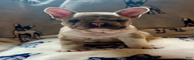 French Bulldog 1