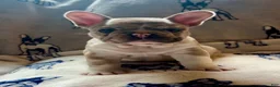 French Bulldog dogs for sale: French Bulldog 1 - Ad 1