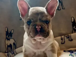 French Bulldog dogs French Bulldog 1 - Ad 27