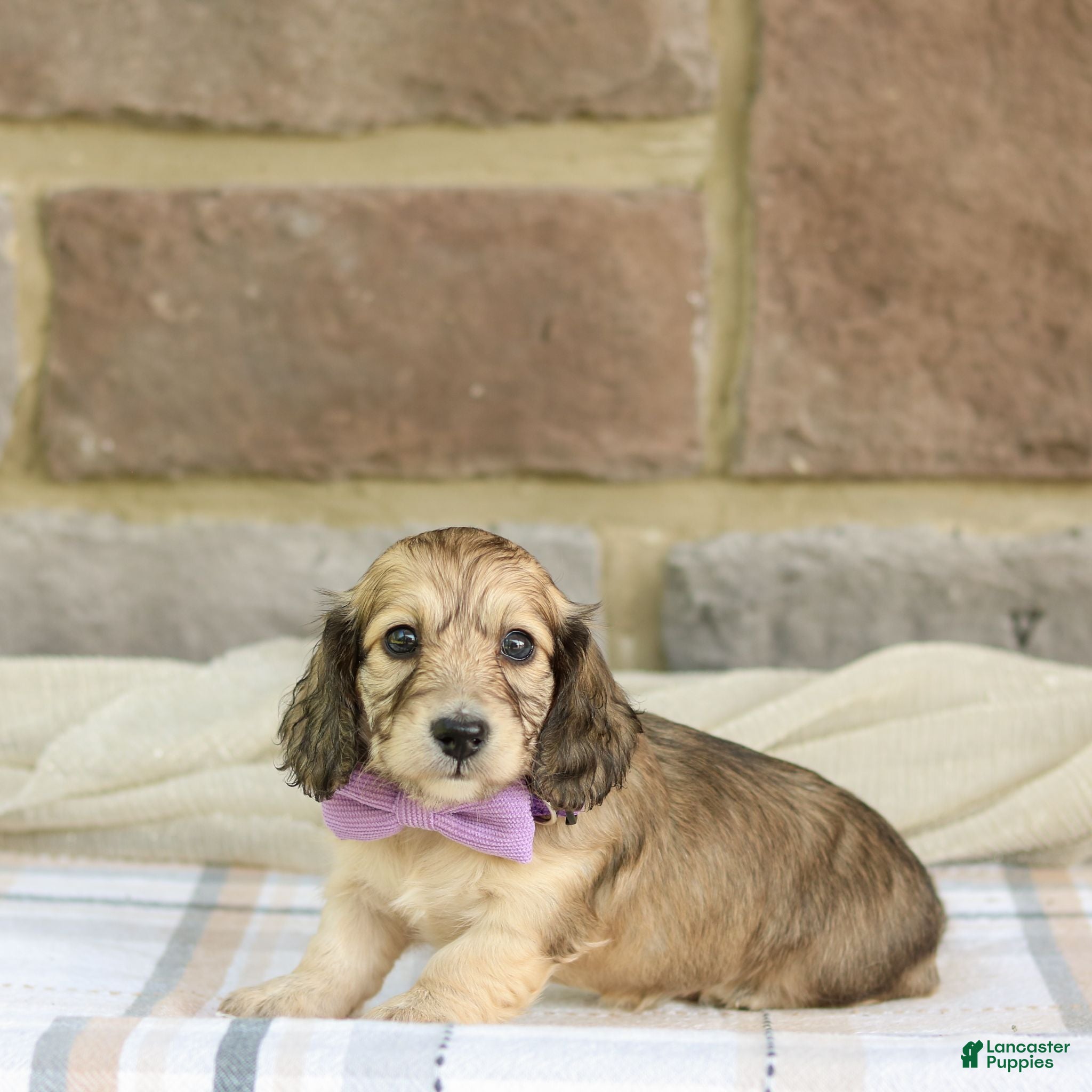 Miniature Dachshund dogs Paisley - Ad 2