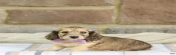 Miniature Dachshund dogs for sale: Paisley - Ad 2