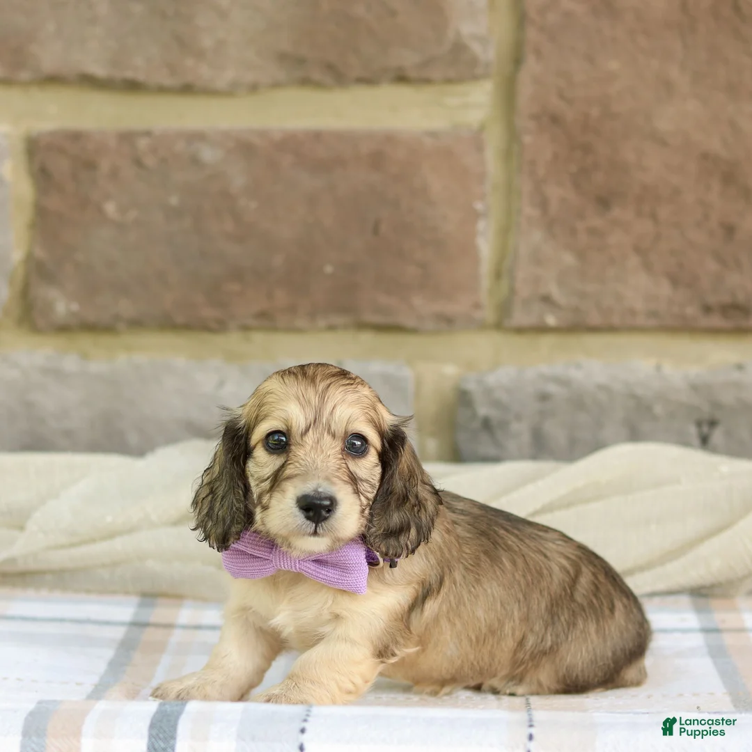 Miniature Dachshund dogs for sale: Paisley - Ad 2