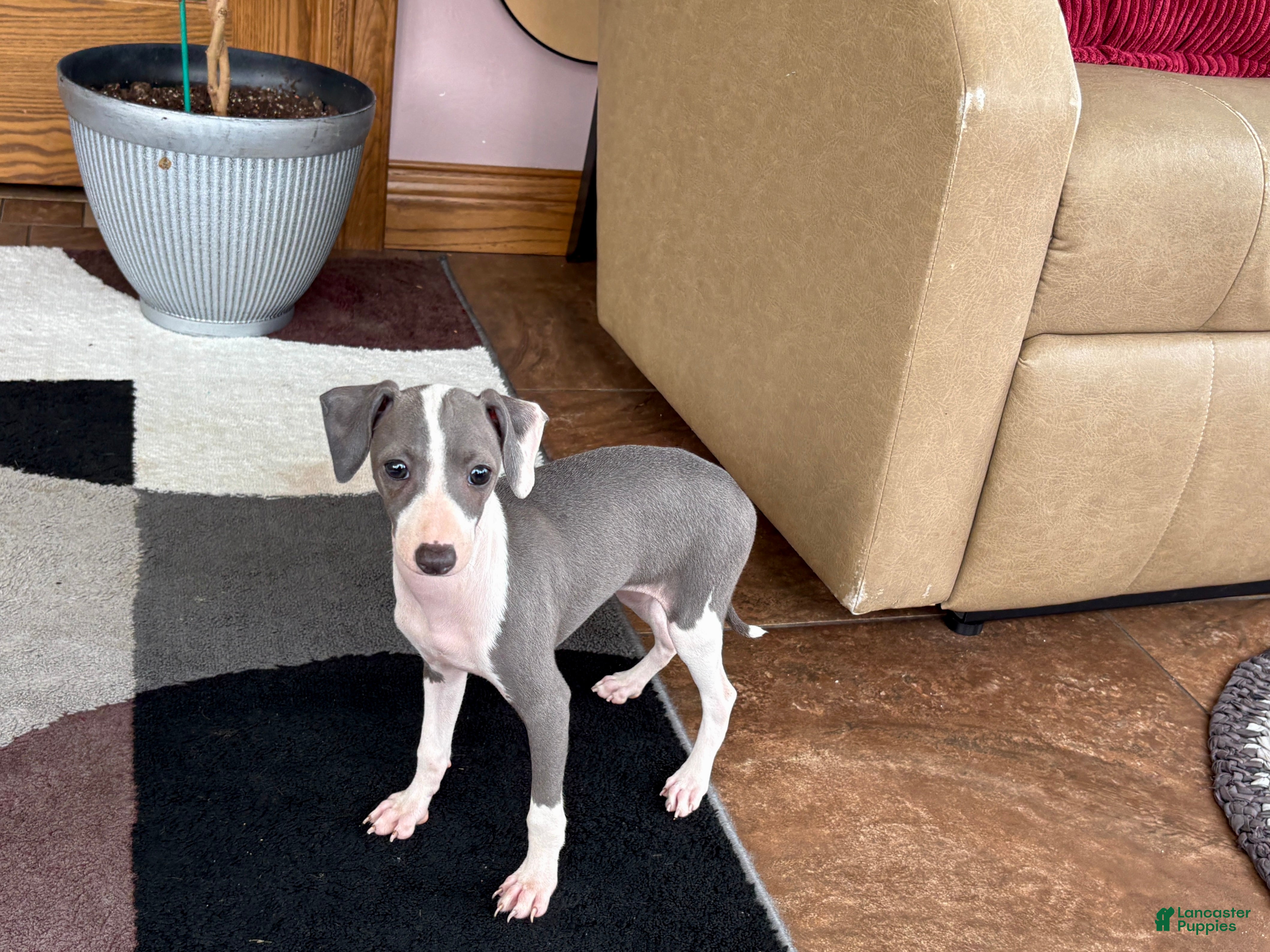 Italian Greyhound dogs Sydney  - Ad 2