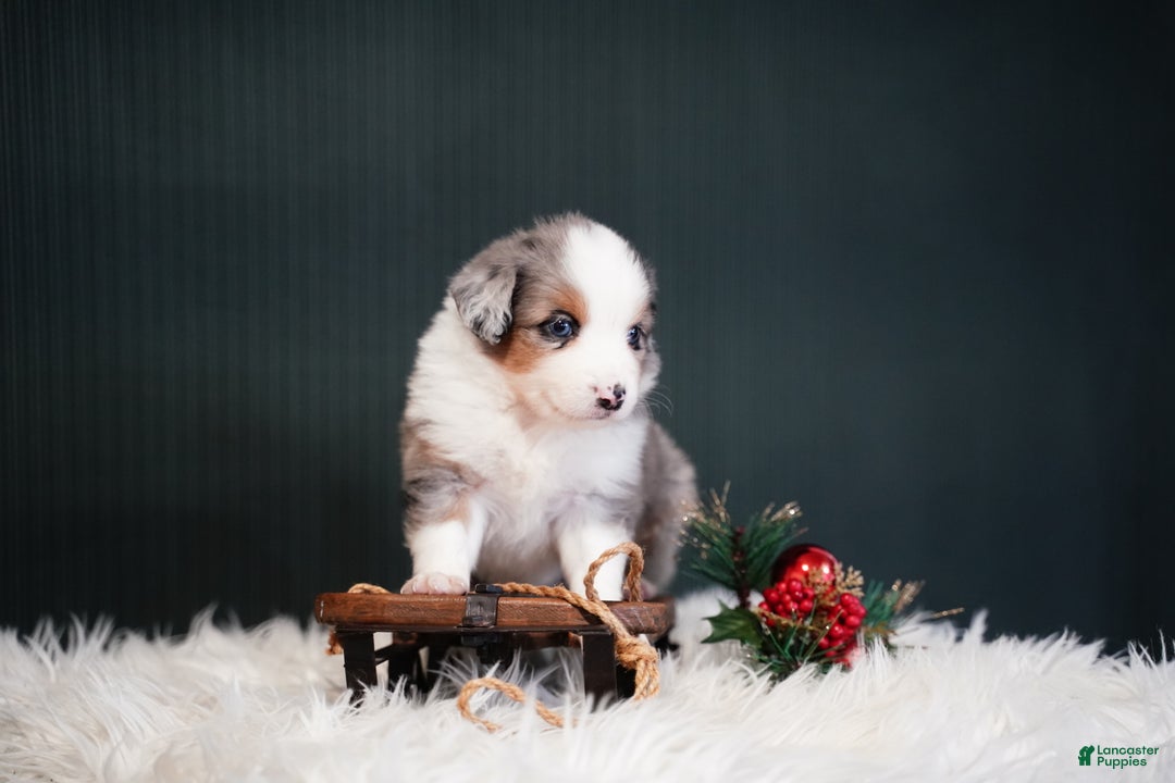 Miniature Australian Shepherd dogs for sale: Dustin - Ad 8