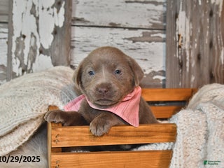 Labrador Retriever dogs - Ad 28