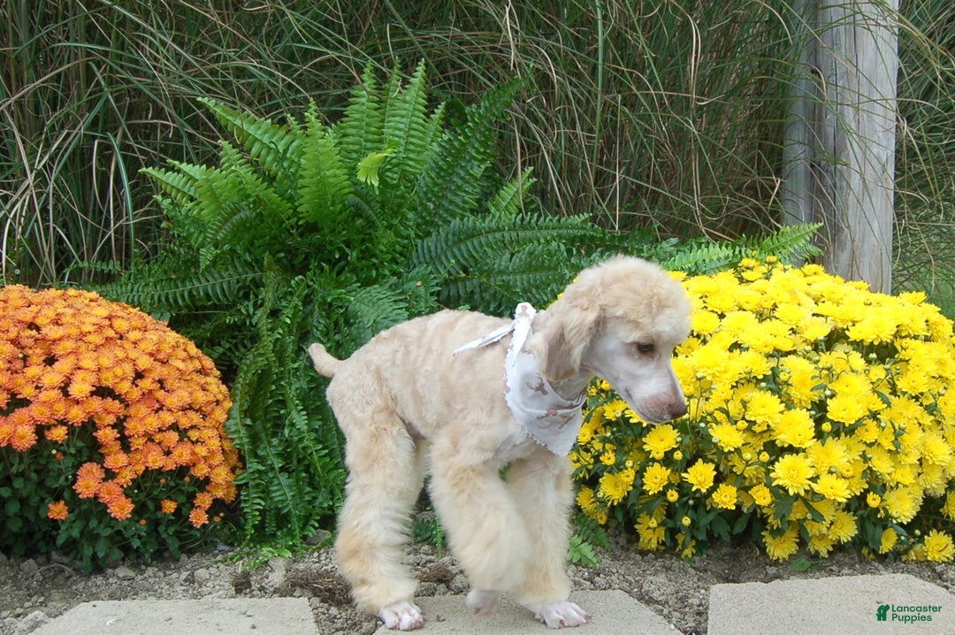 Miniature Poodle dogs for sale: Miniature Poodle Puppy 7 Andy - Ad 11