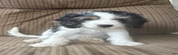 Cockapoo dogs for sale: Pal - Ad 5